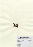 藏品(巢沙菜)的圖片